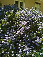 Blueblossom, Ceanothus thyrsiflorus (prise a Lens, P-de-C)(2)